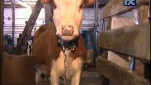 Молочную ферму в Покровском спасли от разорения